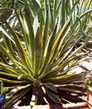 آگاو امریکانا